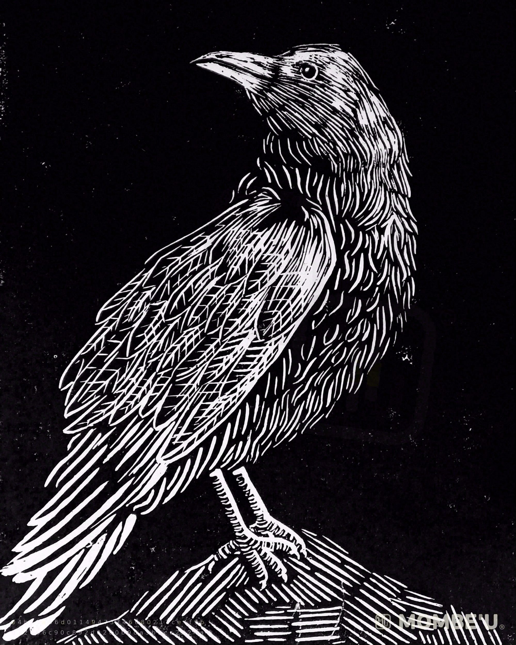 Plumas negras