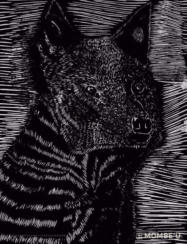 Loup gris